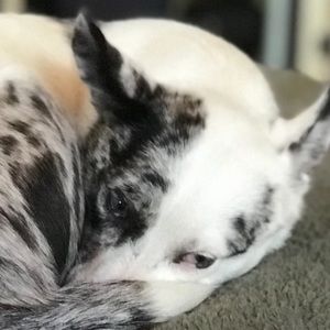 Meet your Posher, Janie